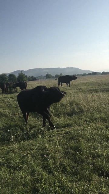 Sound Bull, Bull Cry, Bellowing, Growl Buffalo|Звук, крик буйвола,мычание,Рев буйволів Rev Buyvoliv