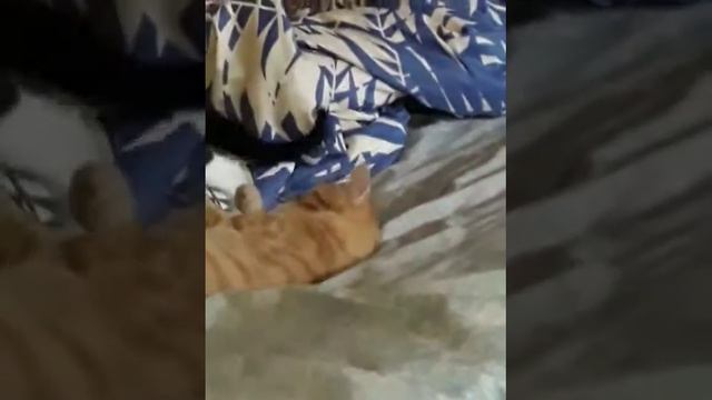 всем хорошей субботы😹🙀😻