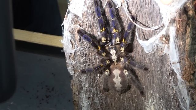 Poecilotheria Metallica, Gooty Ornamental  Rehouse And Care