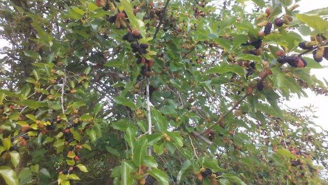 22 августа 2017 г.