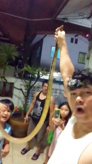 Caught A Snake (Copper-headed Racer) Radiated Ratsnake #shorts