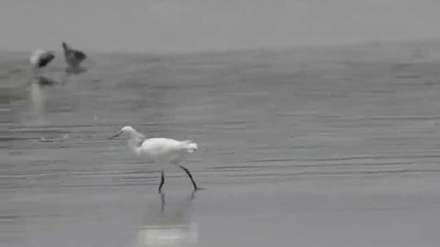 Swinhoe's Erget  黃嘴白鷺.wmv