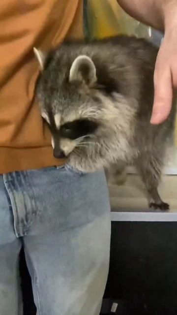 Енотики воришки | Енот обыскивает карманы #енот #енотик #вор #shorts #short #raccoon