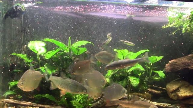 I'm Trying A New Fish Food