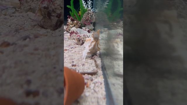 Octopus Bimaculoides