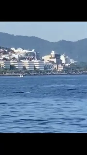 Baleia Jubarte Na Guanabara