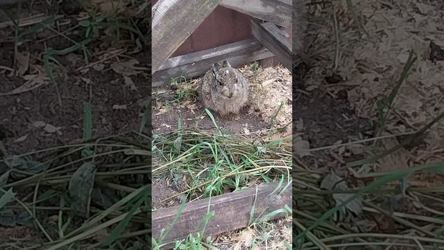 маленький домашний заяц моется и бегает