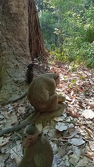 VID20240402151519 Video Monkey |popular Monkey Cambodia