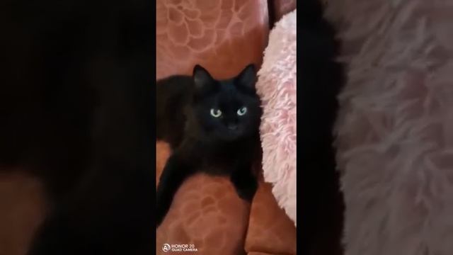 Кошечка Ляля, 1 год, в добрые руки