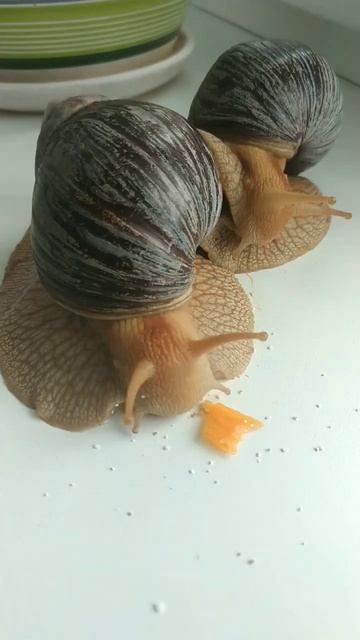 Snails 👽🛸 #funnysnail #shotrs