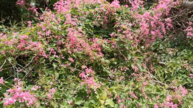 Bee Bush Vines (Flowers) Observed In Bangalore