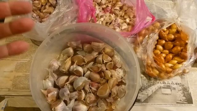 САДИМ ЦИБУЛЮ та ЧАСНИКУ НА ЗИМУ/ОБРОБКА ПЕРЕД ПОСАДКОЮ/ПЕРЕВІРЕНІ СОРТИ ЗИМОВОЇ ЦИБУЛІ