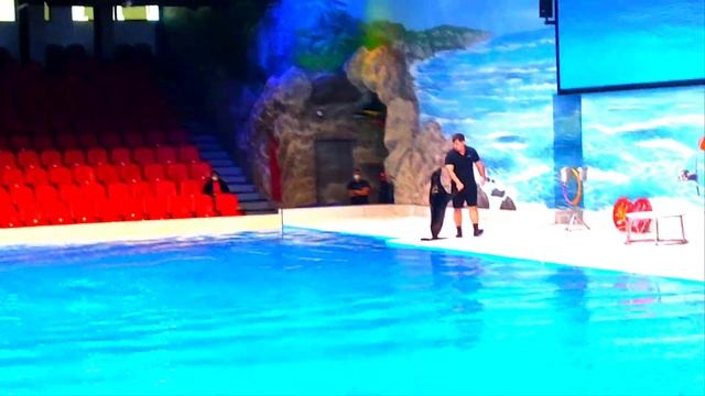 Amazing #Dolphin Seal Show #Dubai Dolphinarium | No.1 Destination In Dubai | New 2022 Full Show !