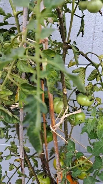 Delicious Beefsteak Tomatoes #shorts