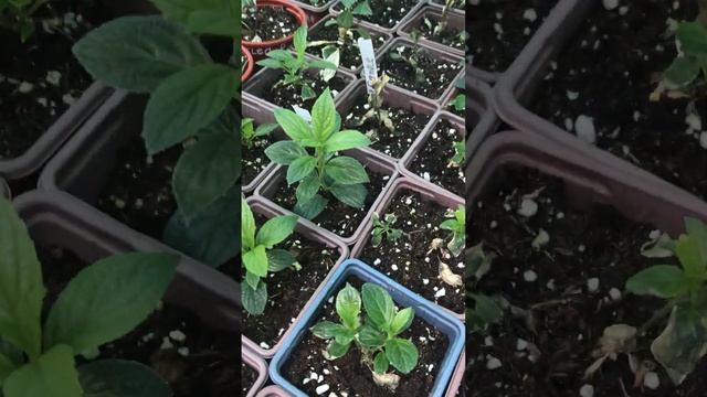 25.07 обзорчик моих растишей 🪴🌸