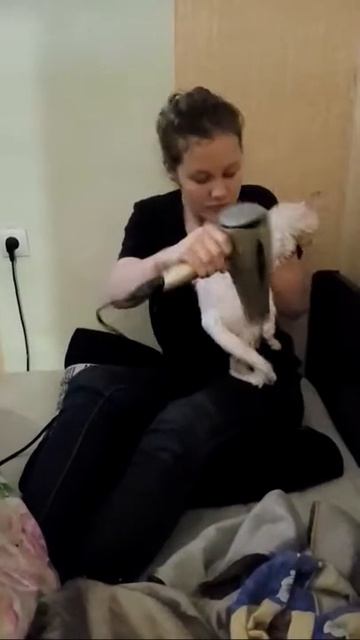 Как сушить кошку феном