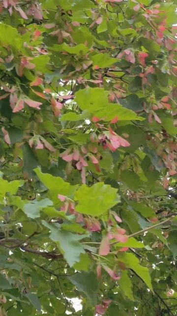 5f9085e8ebe29b14d3bf20621a0c827f