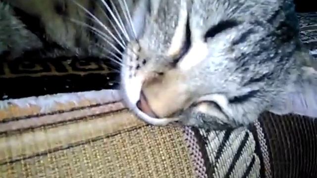 СМЕШНЫЕ КОТЫ И КОШКИ 2016 ВЕСЕЛЫЕ И ЗАБАВНЫЕ КОТЫ И КОШКИ 2016 #26