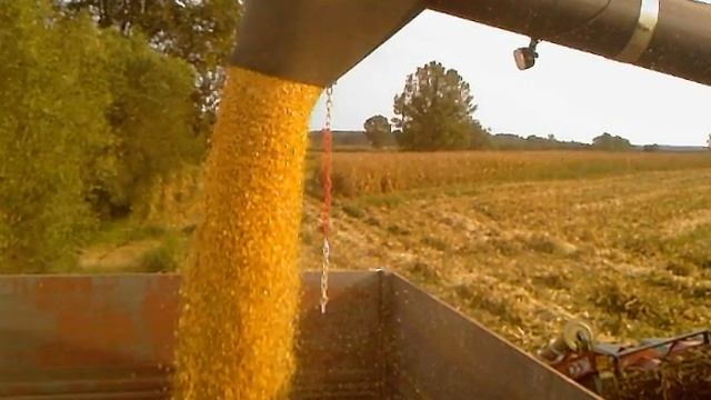 Trebbiatura Mais 2009