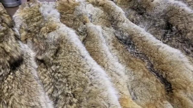 Selling Coyote Furs