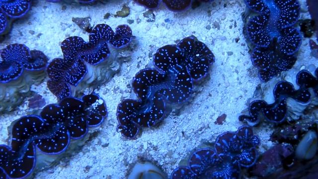 14 11 Tridacna Maxima