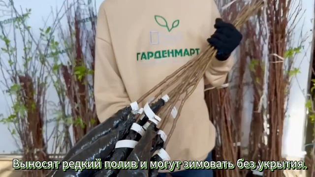 Саженцы без пересорта с доставкой