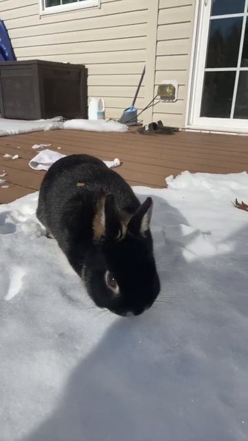 DORIS LOVES THE SNOW - BUNNY SHORTS