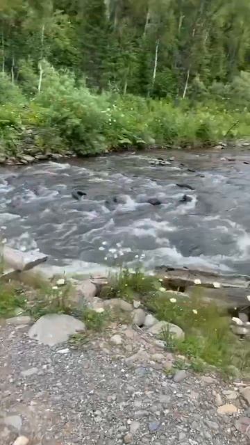 Встретили семью бобров и пьющего медведя