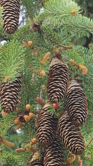 Mature Cones | Picea Abies