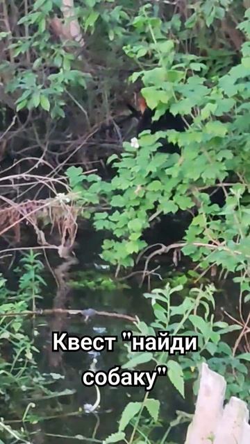 А ваши собаки также любят воду, что их не видно не слышно? #рек #собака #life #аусси #reels #топ