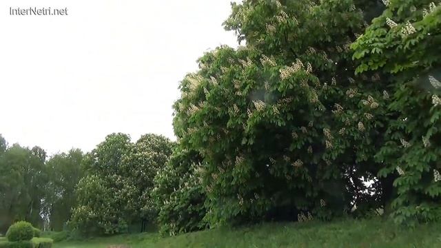 Київ. Ботанічний сад імені Гришка. Травень 2019.