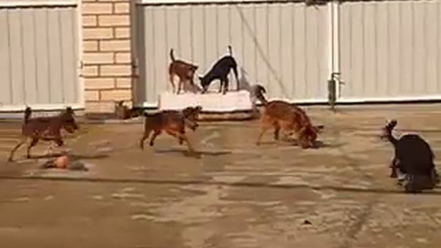 У Русских Тоев Весна