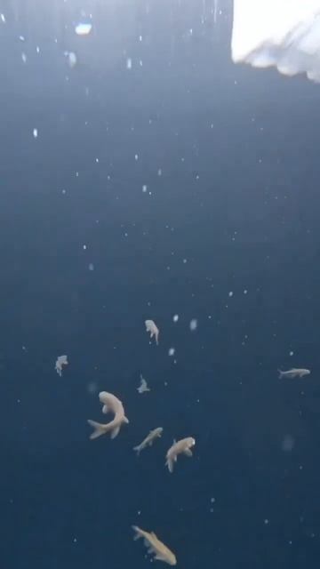 Казахстан 🇰🇿, Кольсай