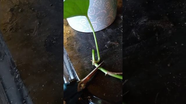 How To Propagate Your Pothos, Swedish Ivy, Or Silvery Ann Plant