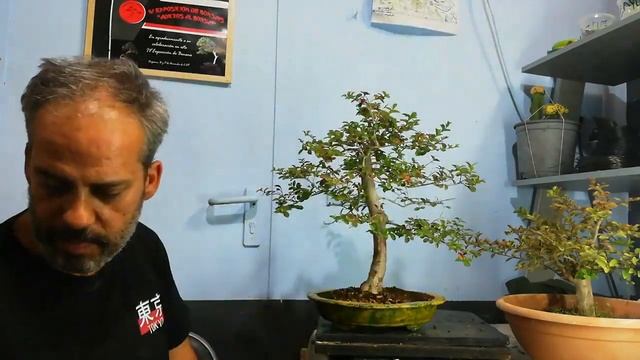 Lagestroemia En Bonsái.