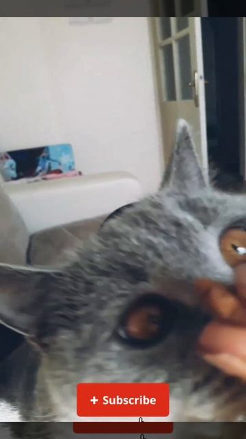 😻 #shorts #ödül Maması #love