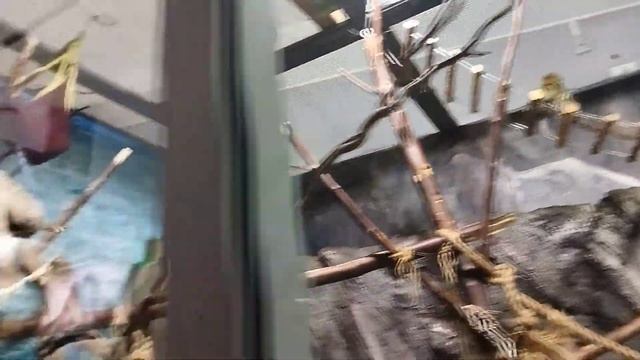 Игрунка и ленивец в одном вольере. Ленивец заснул на ветке.