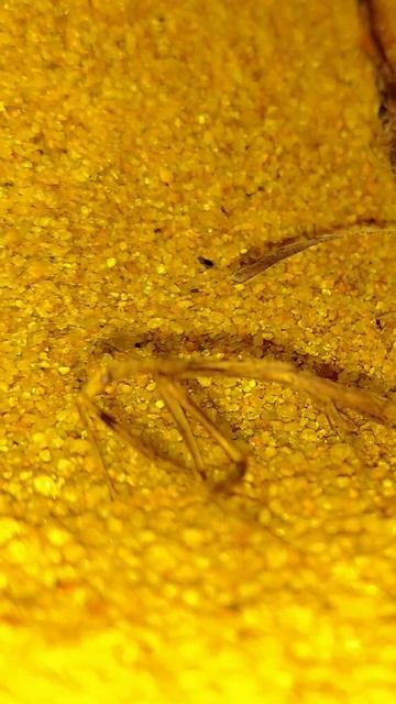 Beautiful And Lethal Assassin In Disguise | Mantis Insect | @தேடாதே_உருவாக்கு #shorts