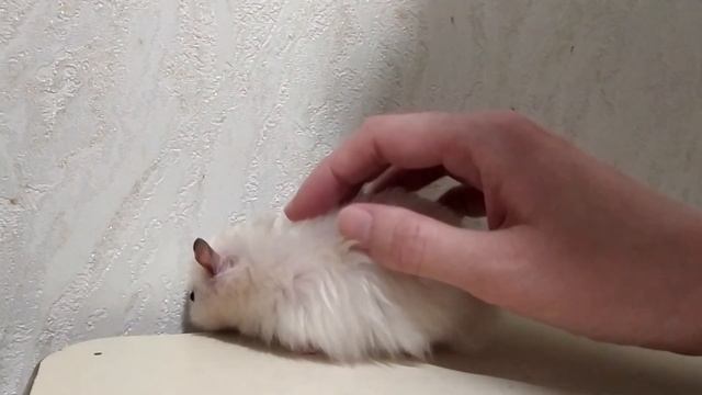 Приручаю Лэйс