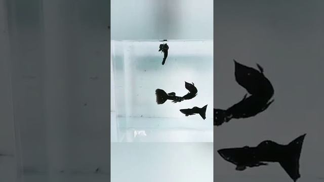 супер селекционные Гуппи аквариумные рыбки 360p2876