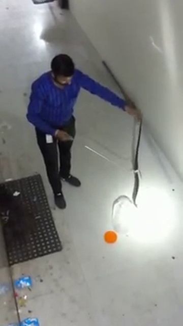 Cobra Snake Rescued In Ahmedabad