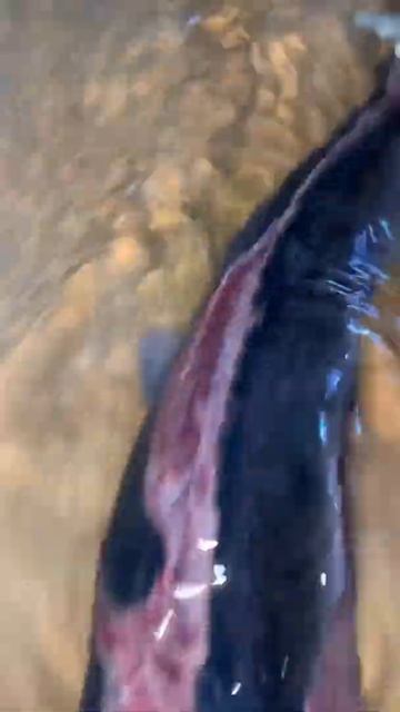 Жесть Мясо!!! Клариевый Сом после драки