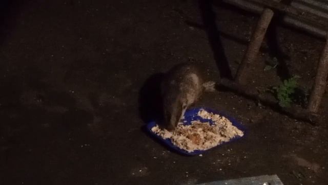 Красотка барсук.