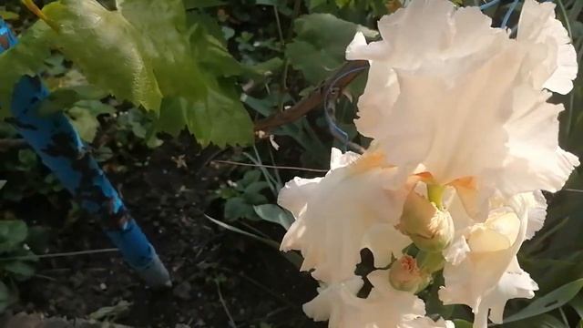 Железноводск Ирисы в мае 24 Подпишись на канал