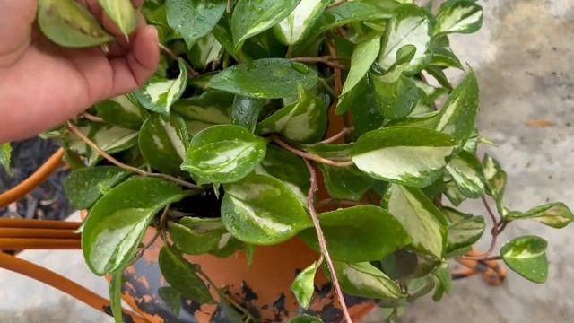 Fall Maintenance On Houseplants