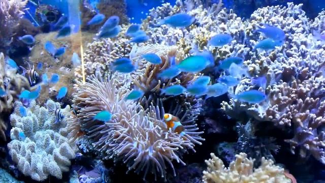 JBL Meerwasser Aquarium Im Konferenzzimmer Teil 2 - Fütterung Mit PlanktonPur