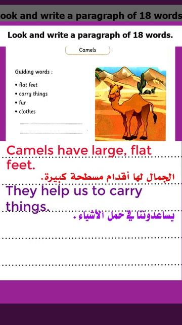 Camels | انظر واكتب 18 كلمة للصف الرابع الابتدائي المنهج الجديد