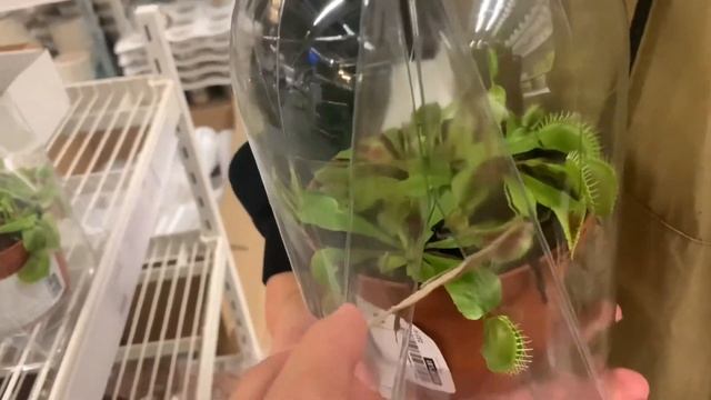 Кусачий кактус, прогулка по икее