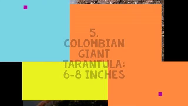 TOP 10 LARGEST SPIDERS IN THE WORLD . TOP 10 EVERYTHING . T10E . CREEPY .
