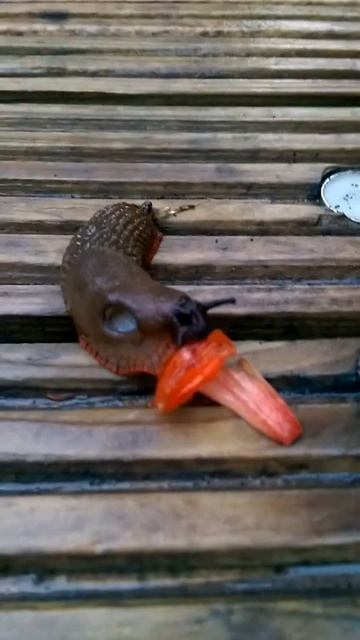Slug Eating Flower Petal